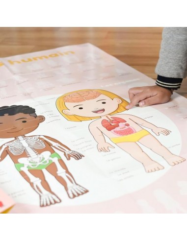 Poster pédagogique + 49 stickers LE CORPS...