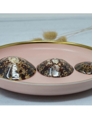 Coquillage d'allaitement mammaire - IRREVERSIBLE