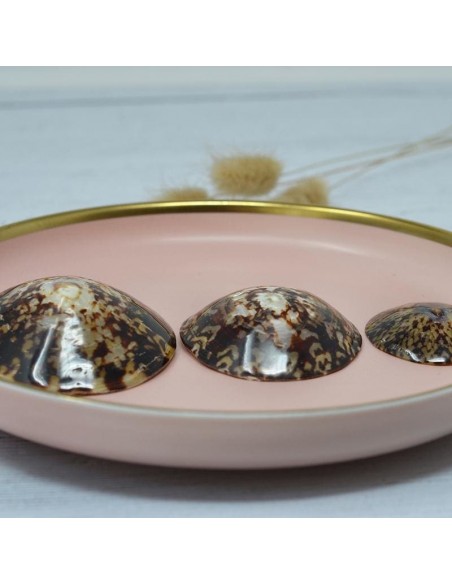 Coquillage d'allaitement - protection mammaire