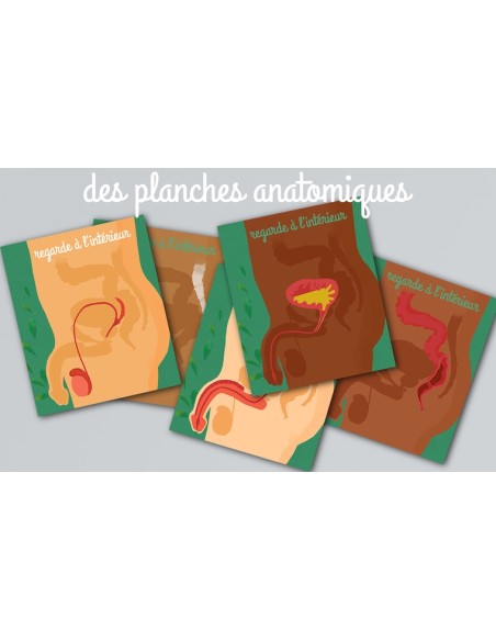 Le petit illustré de l’intimité T2 - le pénis - L'ATELIER DE LA BELLE ÉTOILE