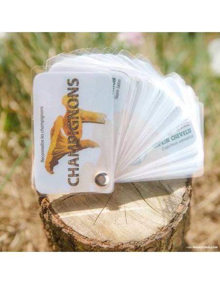 Carnet Champignons - LES CARNETS DE PIERRE 3+