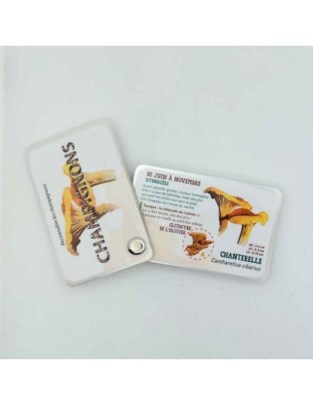 Carnet Champignons - LES CARNETS DE PIERRE 3+