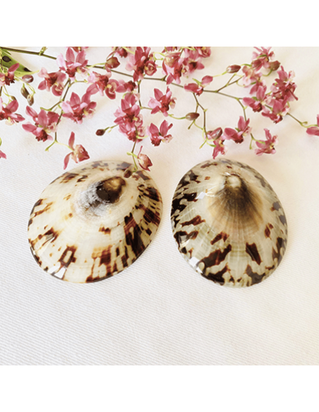 Coquillage d'allaitement - protection mammaire