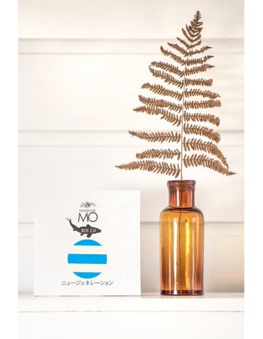 Koinobori Petit mousse (S) MADAME MO